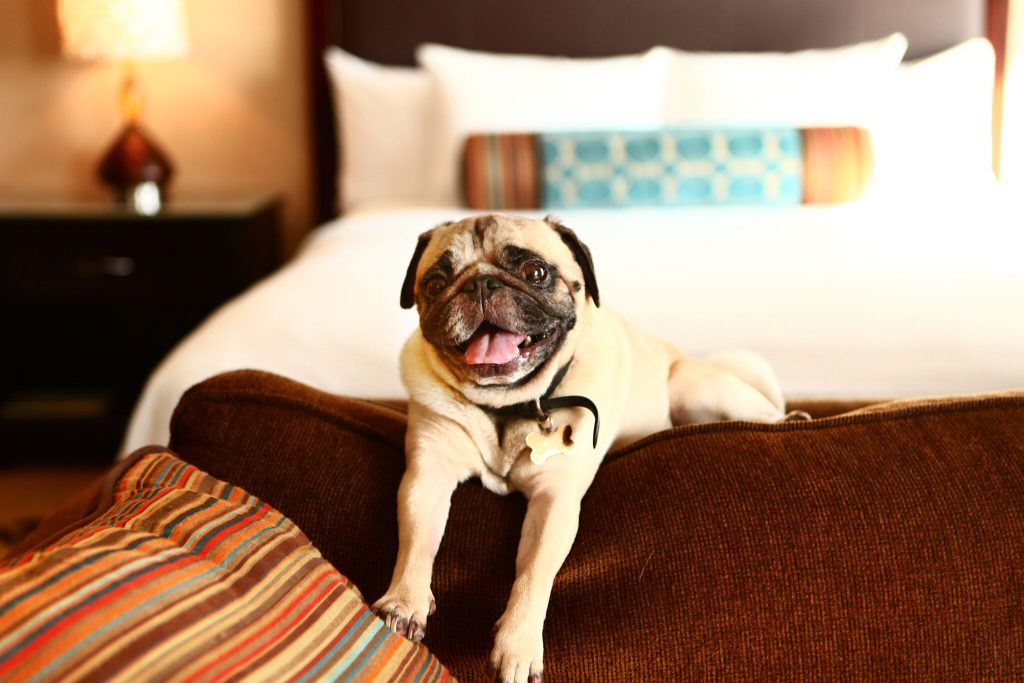 Pet Friendly Vacation Rentals in Orlando FL