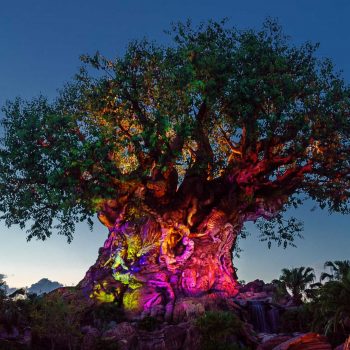 The Tree of Life Full 28044