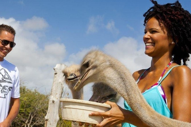 Baby Beach Safari 1