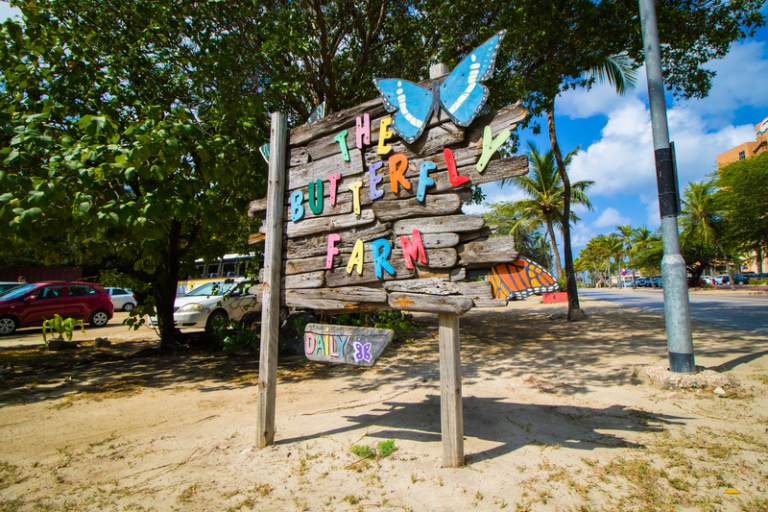 Top 7 Spring Break Aruba Family Activities Casiola
