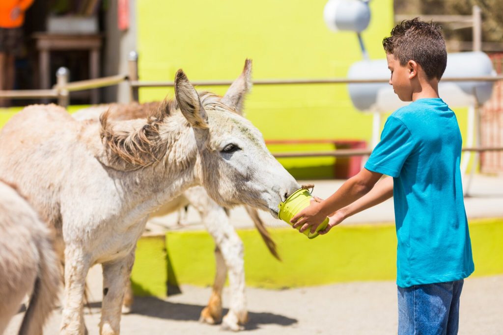 donkey sanctuary