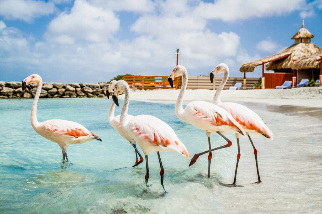 tablet portrait horizontal rectangle retina 18. De Palm Island Flamingoes 1