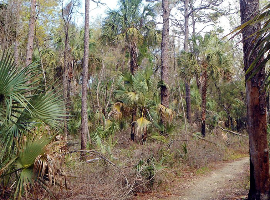 Churchhouse Hammock Trail Crystal River Preserve State Park