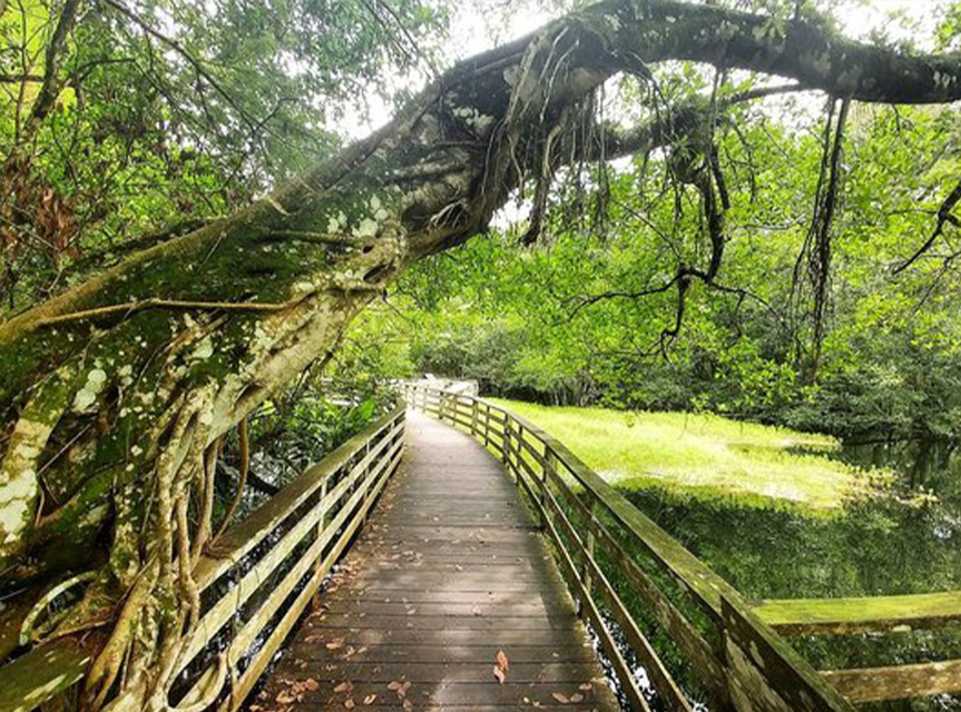 Cypress Lakes Preserve Ridge Manor