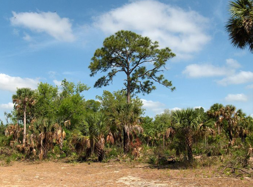 Enchanted Forest Sanctuary Titusville