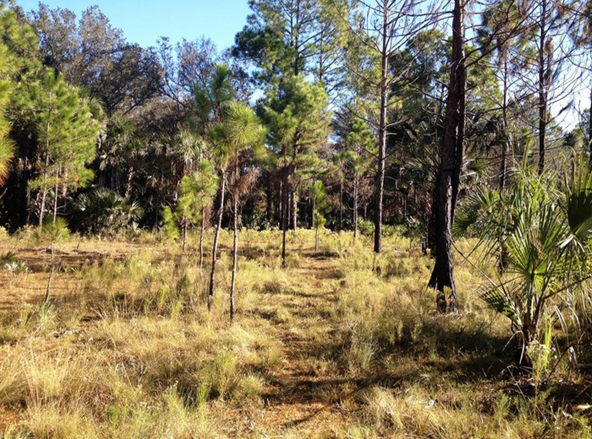 Florida Train Bronson State Forest