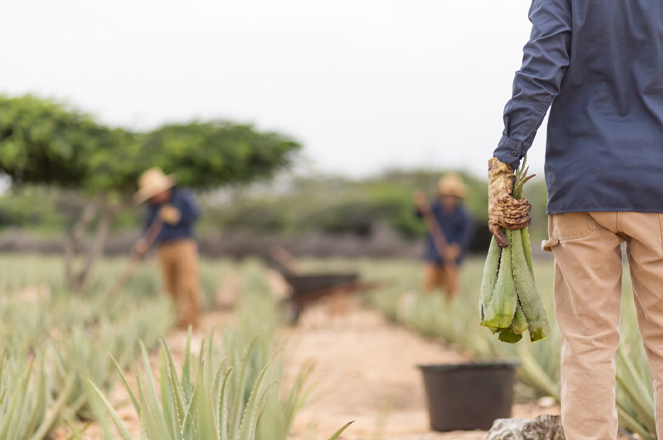 casiola aruba attractions adventure aloe vera