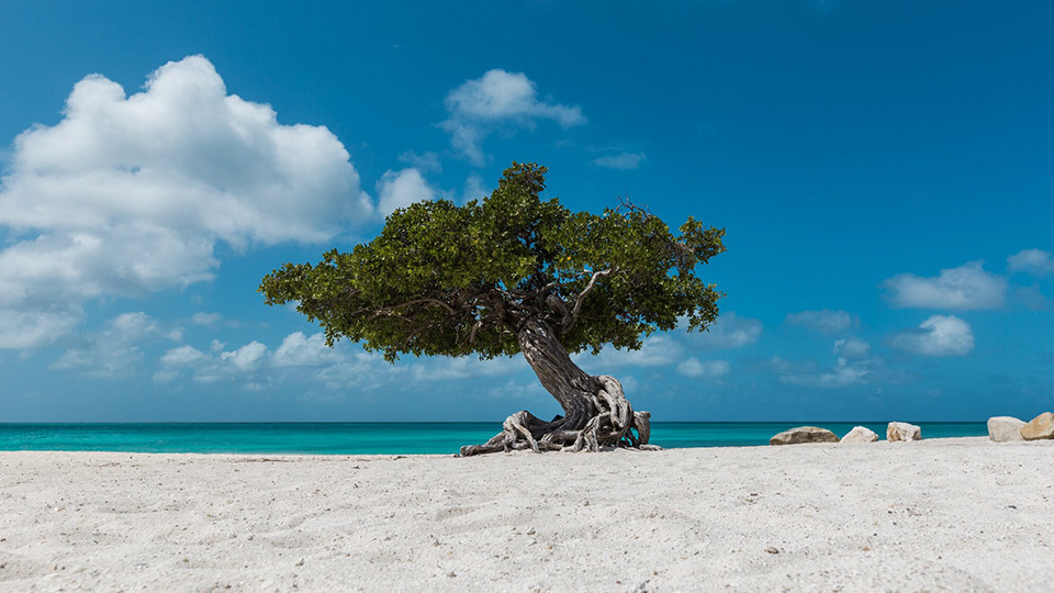 casiola aruba travel tips eagle beach