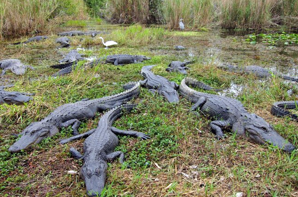 casiola miami everglades airboat 04