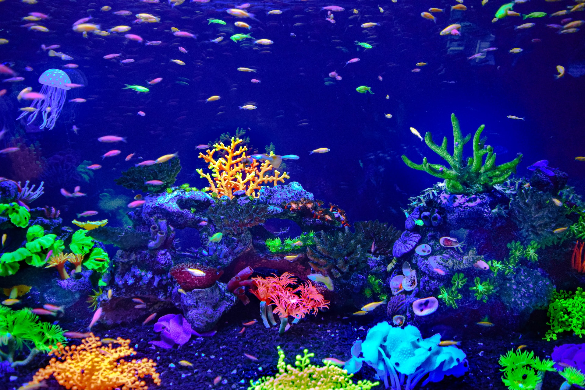 SeaLife Coral