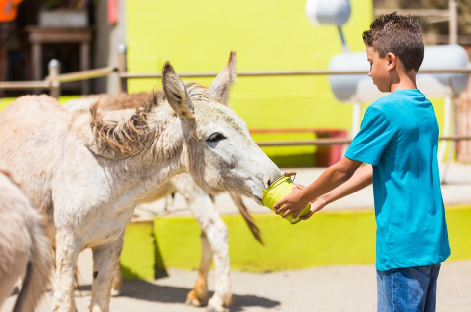 casiola aruba donkey sanctuary 05