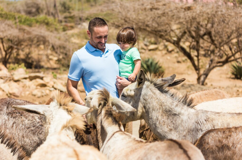 casiola aruba donkey sanctuary 06