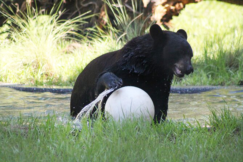 casiola orlando florida central zoo conservation