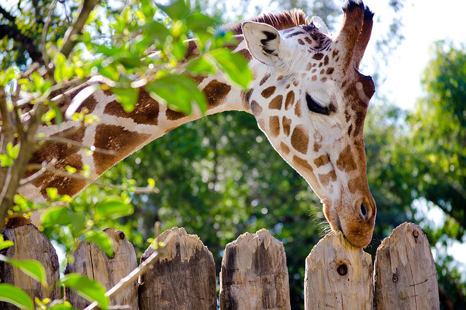 casiola orlando florida central zoo giraffe feeding