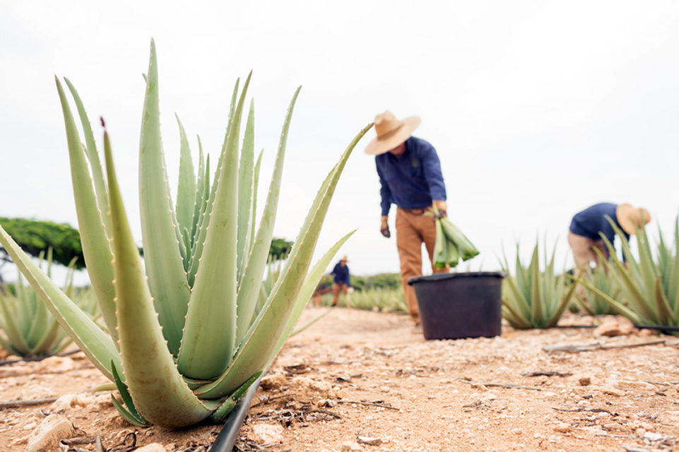 Casiola Flavors of Aruba Aloe Vera