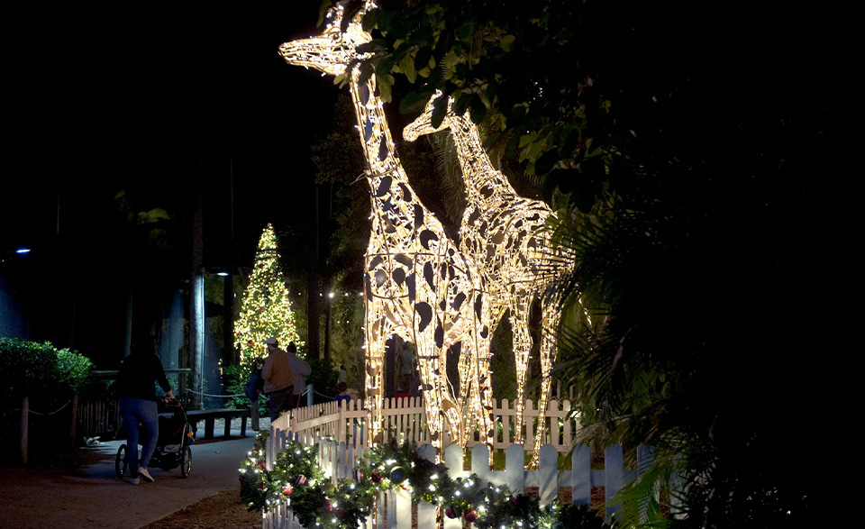 casiola miami zoo lights 5