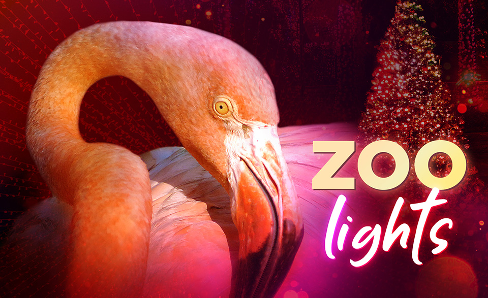 Zoo Lights