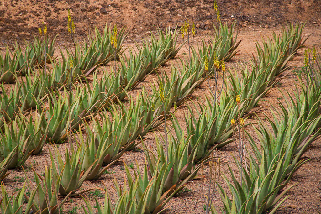 casiola aruba shopping aloe museum and factory