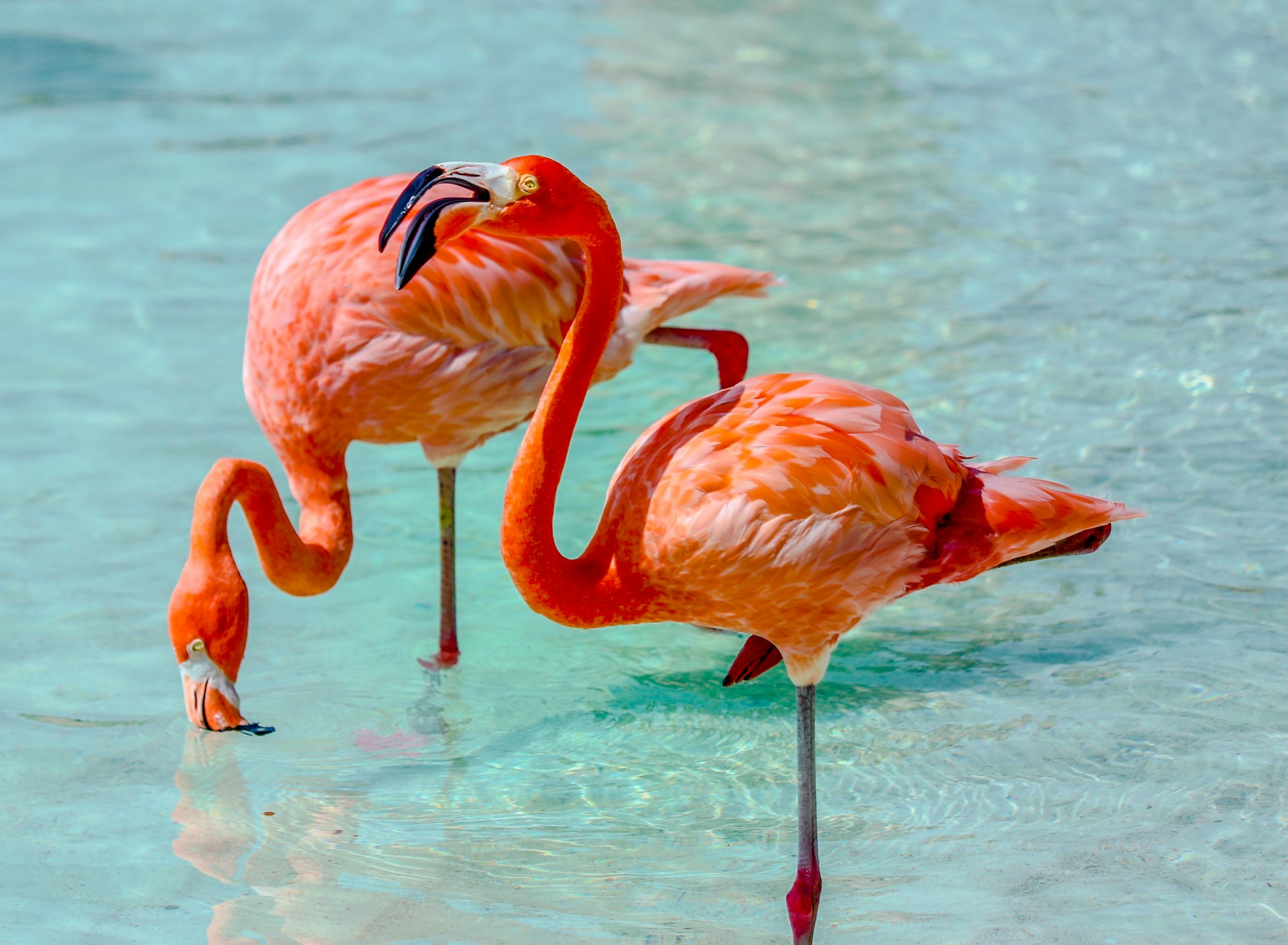 Two flamingos in water