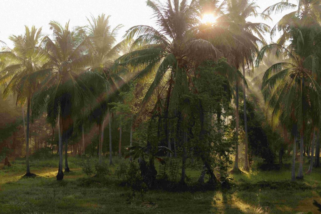 Welcome to Plantation, FL 1 Palm trees in the sun.