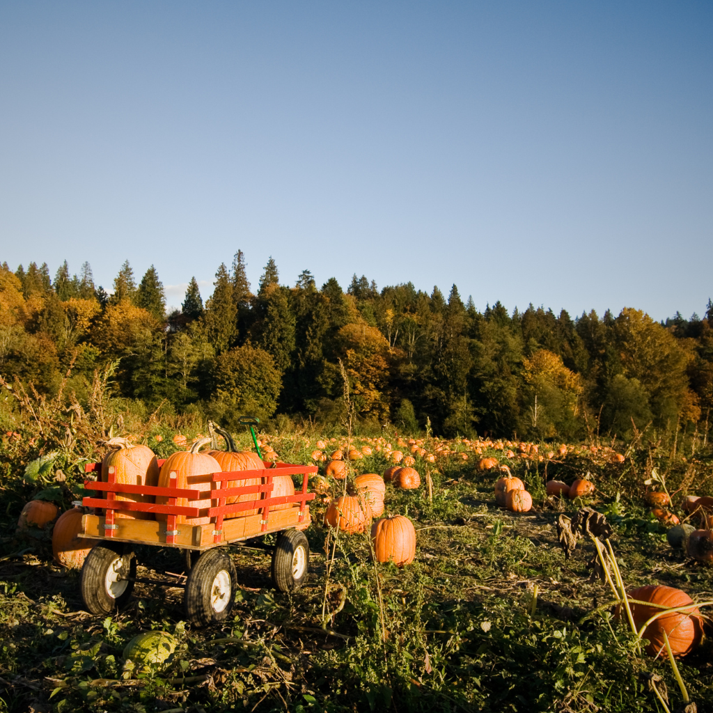 Orlando fall festivals